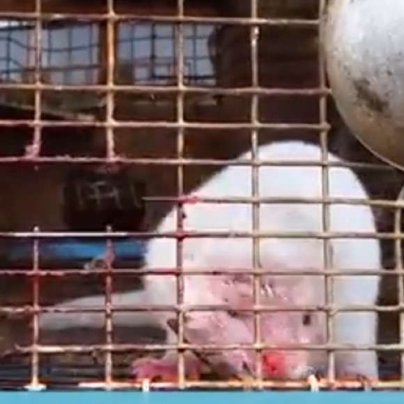 ‼️SAY NO TO MINK EYELASHES & COATS! 🧥👁 - Picture 13 of 16